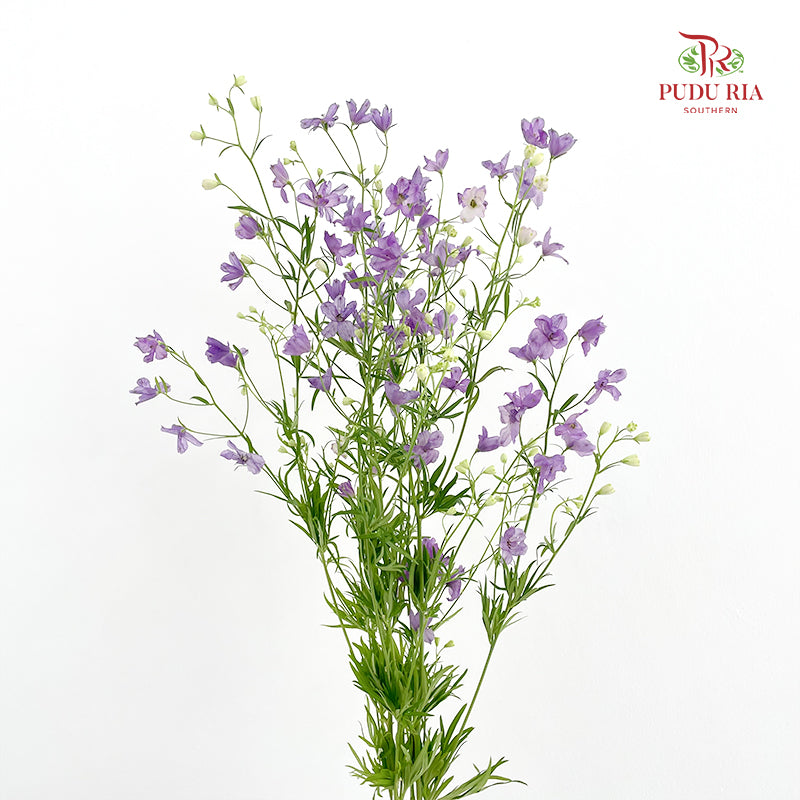 Delphinium Grandiflorum Purple - (2 Stems)