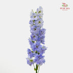 Delphinium Short Purple 飞燕草 - (5 Stems)