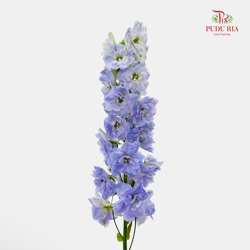 Delphinium Short Purple 飞燕草 - (5 Stems)