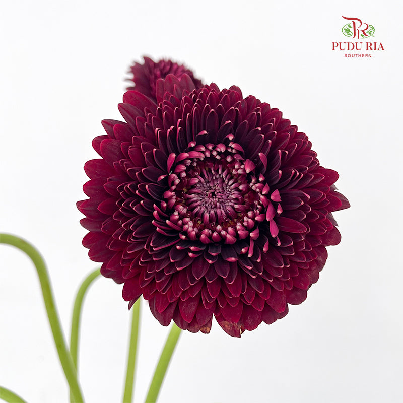 Gerbera Pomponi Mini Black Pearl - (5 Stems)