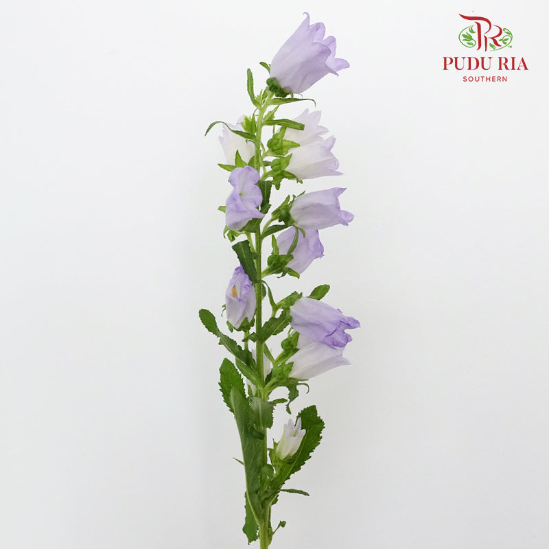 Campanula Purple - 5 Stems - Pudu Ria Florist Southern