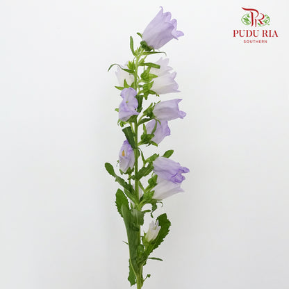 Campanula Purple - 5 Stems - Pudu Ria Florist Southern