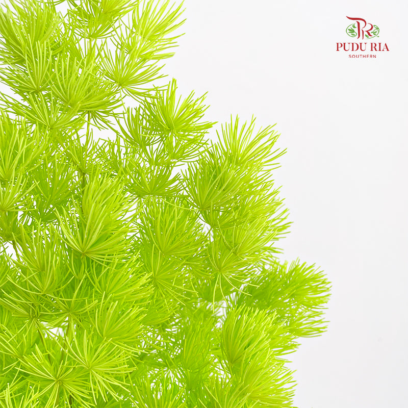 Preservative Asparagus Fern Green