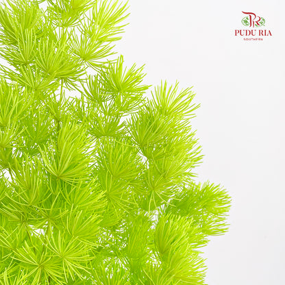 Preservative Asparagus Fern Green