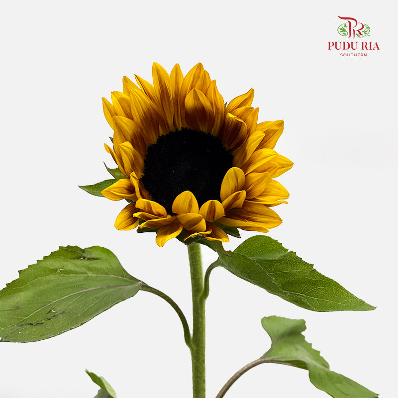 Sunflowers Yellow 向日葵 - (5 Stems)