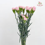 Carnation 康乃馨 Pink - (18-20 Stems)