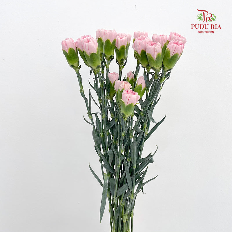 Carnation Soft Pink (18-20 Stems)