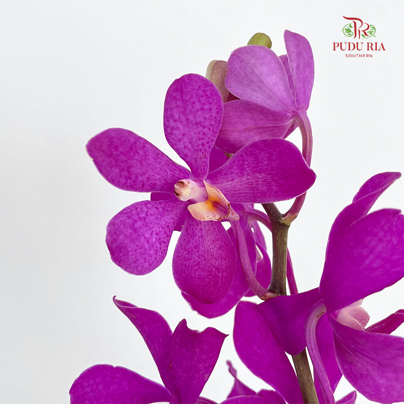 Mokara Orchid Magenta - (10 Stems)