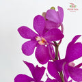 Mokara Orchid Magenta - (10 Stems)