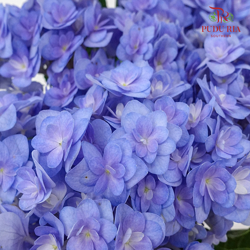 Hydrangea Multi Petals Blue / Per Stem - Pudu Ria Florist Southern