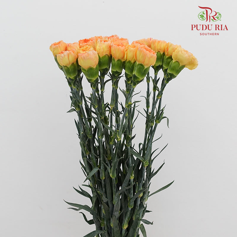 Carnation Gold Coast 黄金海岸康乃馨- (18-20 Stems)