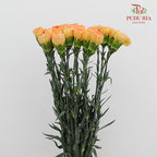 Carnation Gold Coast 黄金海岸康乃馨- (18-20 Stems)