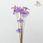 Dry Sapphire Purple - Pudu Ria Florist Southern