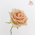 Rose Toffee - (19-20 Stems)