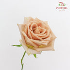 Rose Toffee - (19-20 Stems)