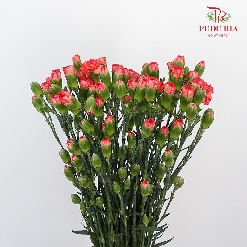 Carnation Spray Dark Orange (18-20 Stems) - Pudu Ria Florist Southern