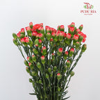 Carnation Spray Dark Orange (18-20 Stems) - Pudu Ria Florist Southern