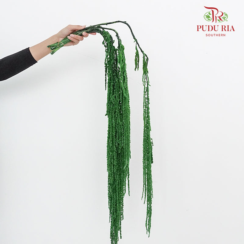 Preservative Amaranthus Green - Pudu Ria Florist Southern