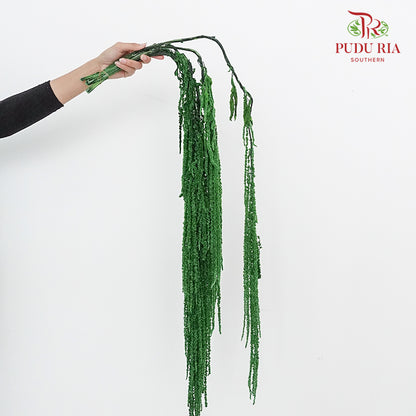 Preservative Amaranthus Green - Pudu Ria Florist Southern