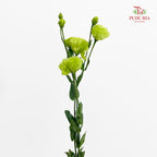 Eustoma Green 洋桔梗 - (12-15 Stems)