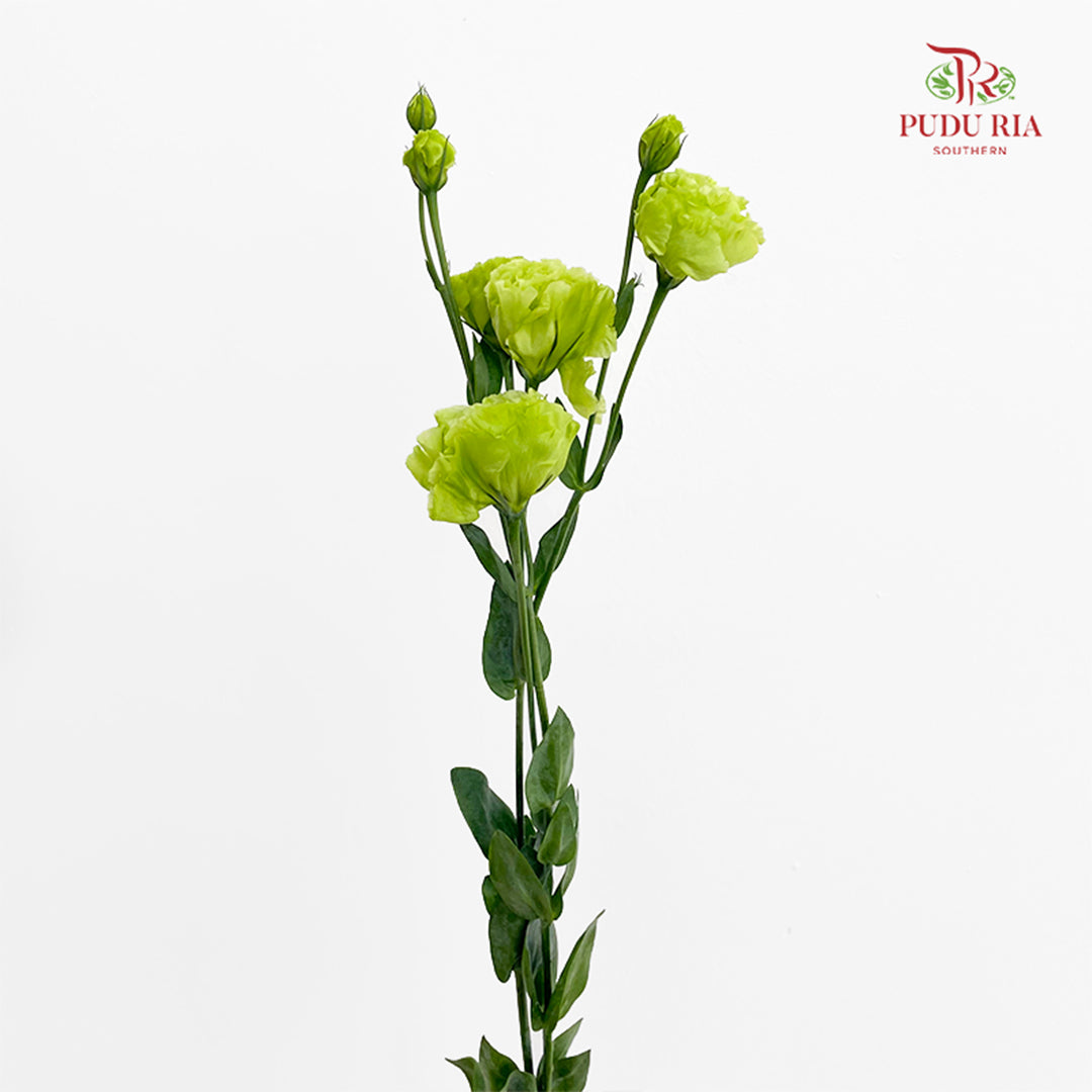 Eustoma Green 洋桔梗 - (12-15 Stems)