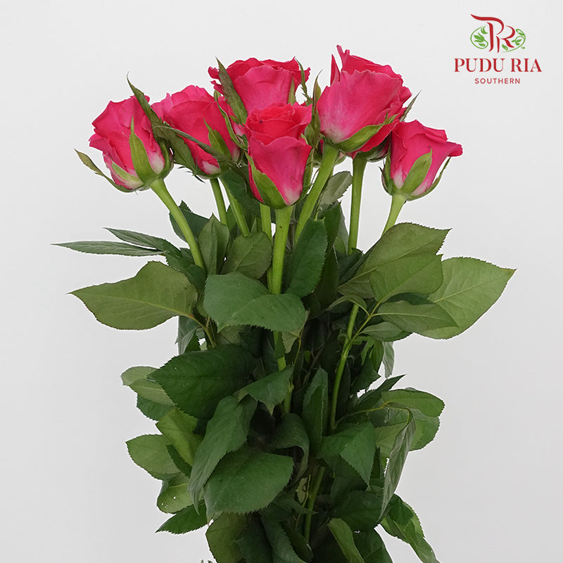 Rose Hot Pink  (8-10 Stems) - Pudu Ria Florist Southern