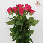 Rose Hot Pink  (8-10 Stems) - Pudu Ria Florist Southern