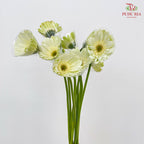 Gerbera White Green Heart - (8-10 Stems)