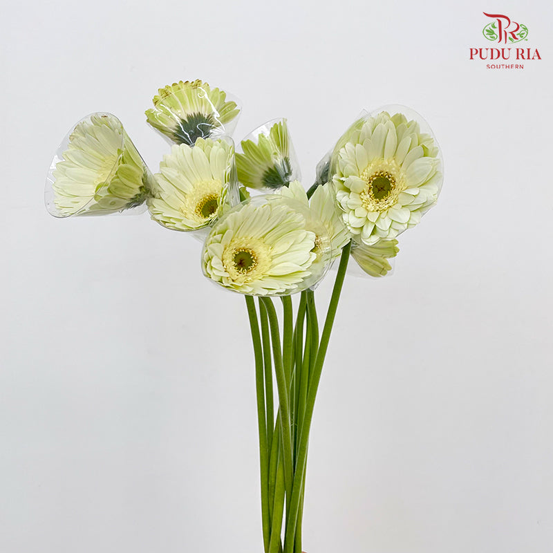 Gerbera White Green Heart - (8-10 Stems)
