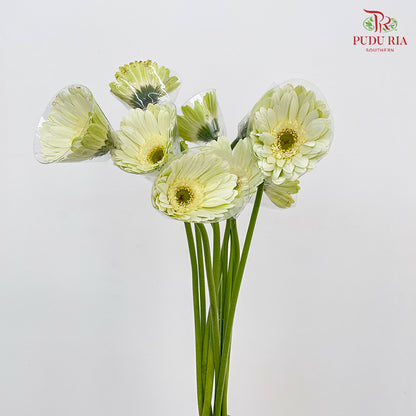 Gerbera White Green Heart - (8-10 Stems)