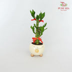CNY Potted Plant Arrangement 2024#11