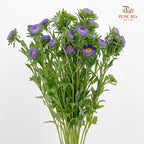 Aster Purple 翠菊 - (Per Bundle)
