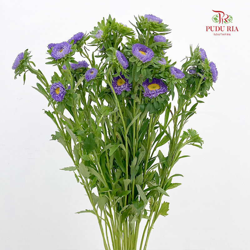 Aster 翠菊 Purple - (Per Bundle)