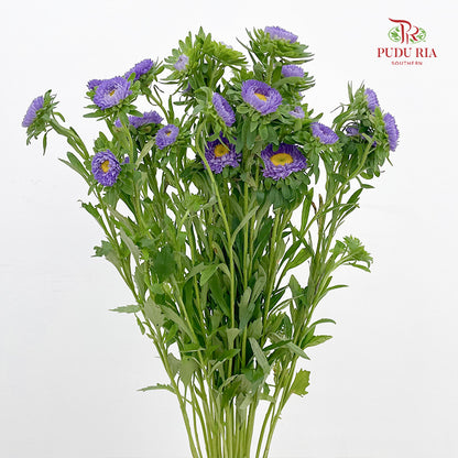 Aster 翠菊 Purple - (Per Bundle)