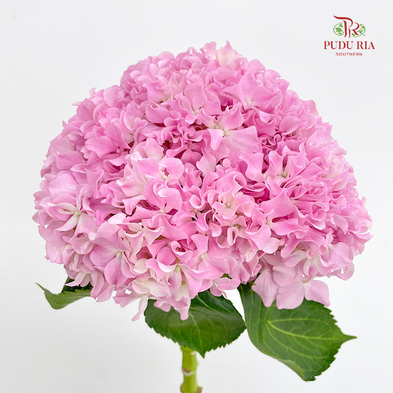 Hydrangea Pink Curly - (Per Stem)