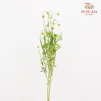Helenium Aromatica - (Per Bundle)