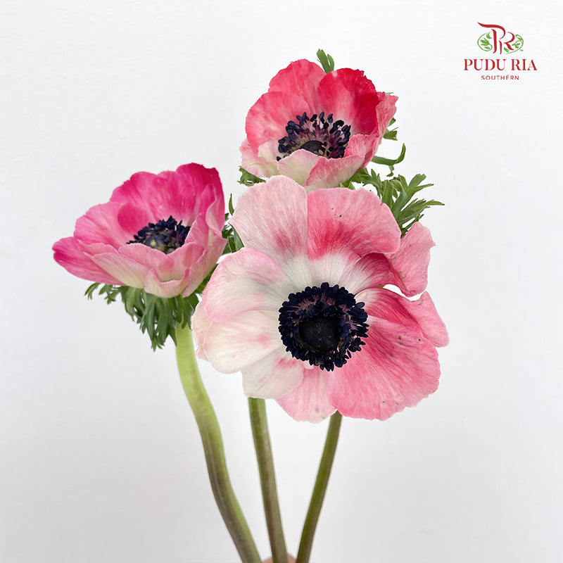 Anemone Hupehensis Red 银莲花 - (Per Bundle)