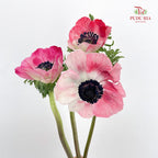 Anemone Hupehensis Red 银莲花 - (Per Bundle)