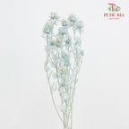 Dry Safflower - Light Blue