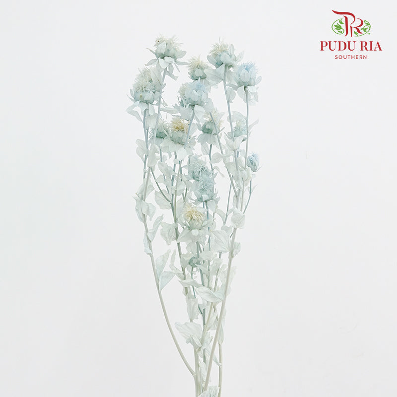 Dry Safflower - Light Blue