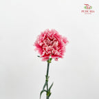 Carnation Candy Floss 棉花糖康乃馨 - (18-20 Stems)