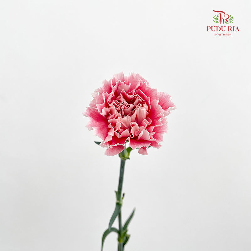 Carnation Candy Floss 棉花糖康乃馨 - (18-20 Stems)