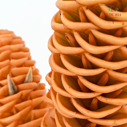 Shampoo Ginger - (2 Stems)