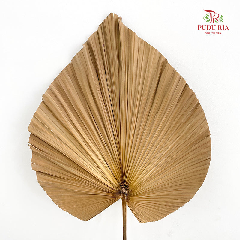 Livistone Dry Cut (XL) - 3 Stems
