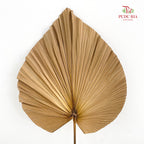 Livistone Dry Cut (XL) - 3 Stems