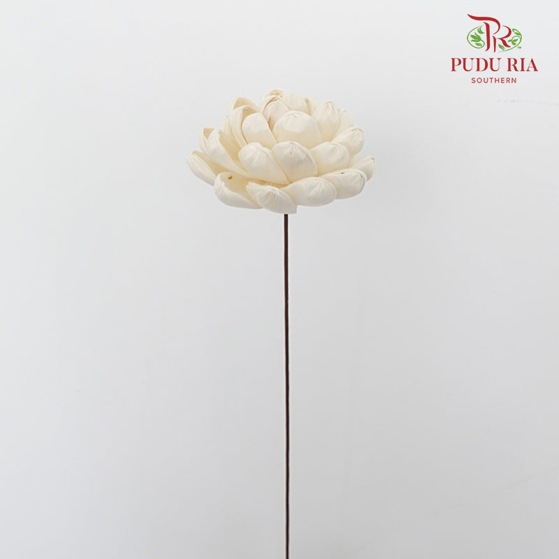 Dry Sola Wood Lotus - Pudu Ria Florist Southern