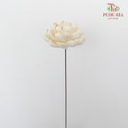 Dry Sola Wood Lotus - Pudu Ria Florist Southern