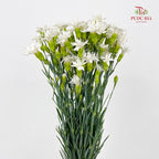 Carnation Spray Star Tessino White - (18-20 Stems)