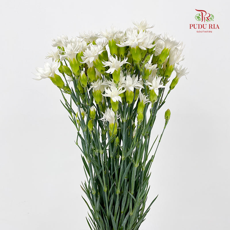 Carnation Spray Star Tessino White - (18-20 Stems)