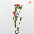 Carnation Spray Red/White (18-20 Stems) - Pudu Ria Florist Southern